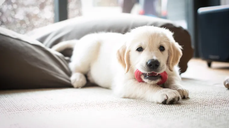 Jeste li znali da pravilnom prehranom kod &scaron;tenaca možete pojačati njihov imunitet za 50 posto?