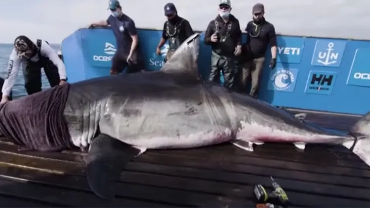 Tabloidi stvaraju strah iz ničega o psini usred Atlantika: '&Scaron;anse da vas dohvati Nukumi manje od nuspojava za cijepljenje'