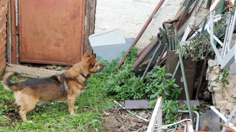 Nesreća u Istri: Dijete se igralo u dvori&scaron;tu, pas je iznenada skočio na njega i te&scaron;ko ga ozlijedio