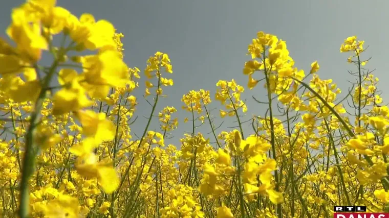 Ulje, med, biodizel, uljana repica je odlična biljka, a ipak - u 2022. poljoprivrednici će je vjerojatno manje sijati