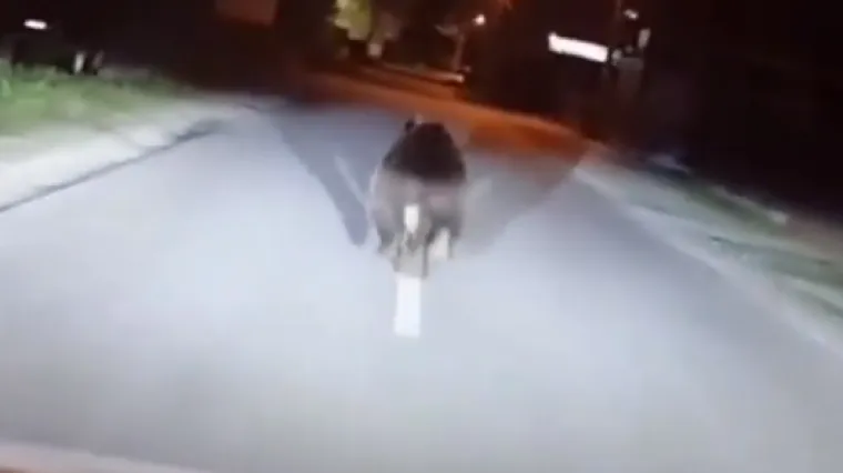 Vozač snimio bliski susret s radnikom 'naoružanim' samo metlom