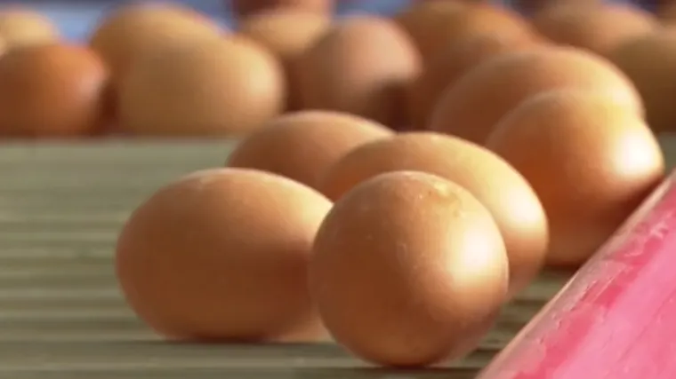 Uvodi se nova oznaka na jajima: Doznajte kako ona izgleda i &scaron;to će točno predstavljati