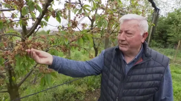 Evo koliki gubitak je uzrokovao mraz dijelu voćara: Tek slijedi bitka za naknadu &scaron;tete