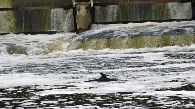 Iz Temze spa&scaron;eno nasukano mladunče kita: 'Slaba je to utjeha, život mu visi o koncu'