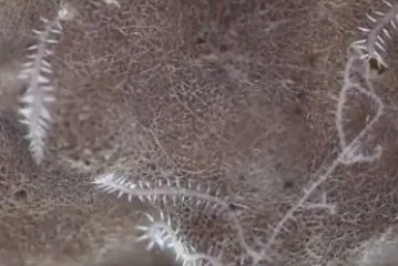 Kad se poželi razmnožavati, na svakoj stražnjici dobije - oči i mozak!