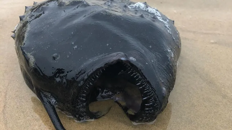 Na obali zatekli tijelo ribe koju ne bismo dirali daljinskim, zamislite samo da vam ti o&scaron;tri zubići kruže oko nogu