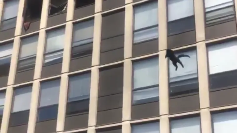 VIDEO &Scaron;okirala prisutne: Mačka skočila s petog kata zgrade u plamenu! Vatrogasci snimili cijeli skok