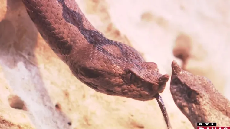 Zakonom su za&scaron;tićene, a sve je toplije. &Scaron;to sa zmijama otrovnicama? 'Tu ima dosta poskoka. Može vas ujesti, u samoobrani'