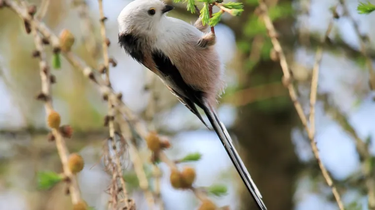 Zbog prometne buke ptice imaju velikih problema, a to se odražava i na ljude
