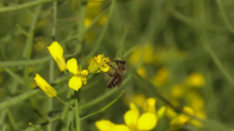 U Hrvatskoj ima pola milijarde pčela vi&scaron;e nego lani: 'Čovjek je pčelama najveći neprijatelj. Sami sebi radimo probleme'