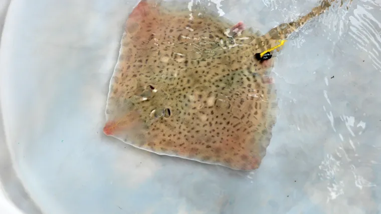 FOTO Najslađa raža na svijetu krenula je u avanturu života: Srećko je pu&scaron;ten u more!