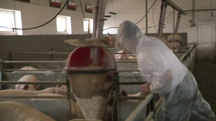 U godinu dana izgubili smo vi&scaron;e od 1000 registriranih uzgajivača svinja: Kupci bi željeli pomoći domaćim proizvođačima, ali...