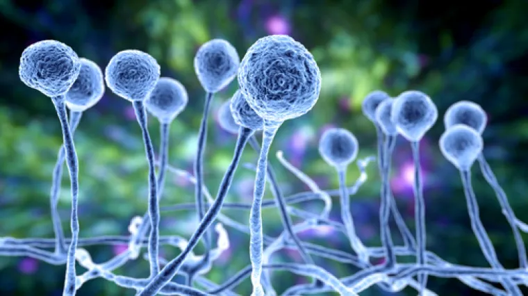 Prijeti li nova epidemija? 'Infekcija crnim gljivicama postala je izazovnija od covida. Smrtnost može biti i 94 posto ako se ne liječi na vrijeme'