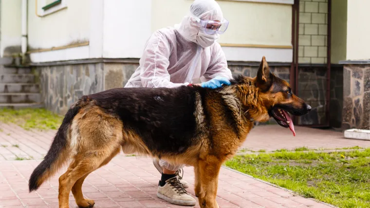 Nju&scaron;kanje pasa bi moglo postati nova metoda pronalaska zaraženih, uče ih da prepoznaju miris koronavirusa