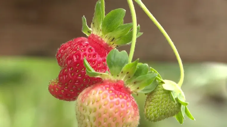 Uzgajivačima nikako da svane sunce! Lo&scaron;e vrijeme ubilo je jagode, a potražnja nikad veća: 'Stalno zovu, ljudi su se zaželjeli'