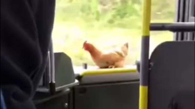 VIDEO Na autobusnoj liniji u Dalmaciji zatekao se neobičan putnik: 'Je li platila kartu?'