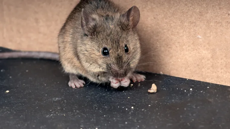 Najezda mi&scaron;eva! Svako jutro skupe ih nekoliko stotina: 'Ne spavam, a prozore uopće ne otvaramo'