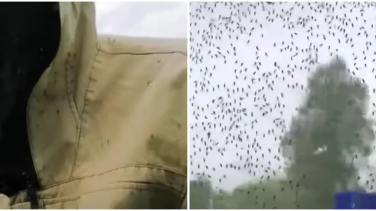 VIDEO Apokaliptični prizori: 'Opkolile' ih mu&scaron;ice koje grizu kroz odjeću! Skrivaju se u kućama, a ugibaju i životinje