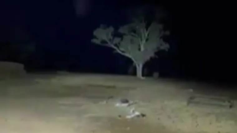 Australija je na udaru 'hitchcockovske invazije'. Noćna mora traje mjesecima