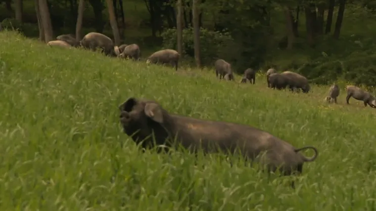 Kako je crna svinja postala hit? Fajferica nije obična gica. Direkt među 9000 svinja na najvećoj farmi u Hrvatskoj