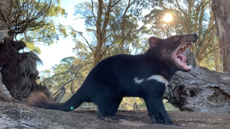 Nakon tri tisuće godina: Tasmanski vragovi ponovno su na australskom kopnu