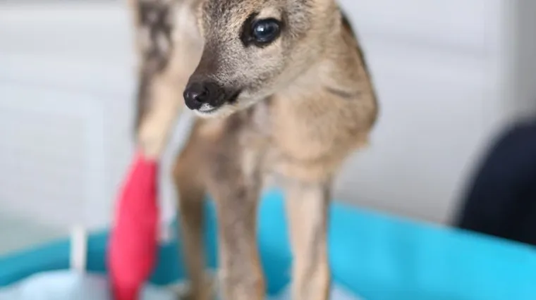 FOTO Malo i krhko lane ozlijeđeno prilikom ko&scaron;nje: Trenutno se oporavlja u Zoolo&scaron;kom vrtu Zagreb