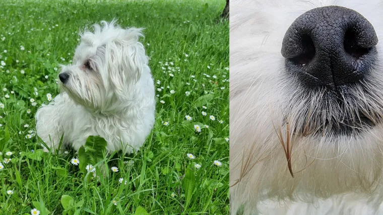 Nije dovoljna vje&scaron;tina, važna je i tehnologija: Pogledajte &scaron;to može izvrsni pametni telefon