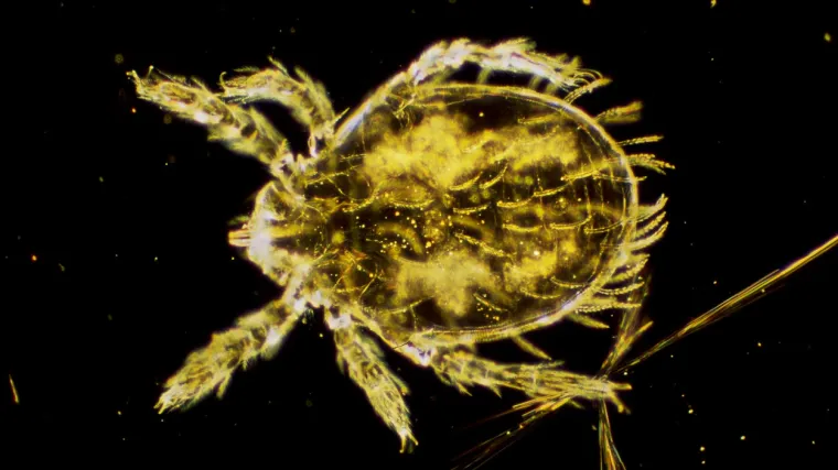 Vratila se s izleta sa zastra&scaron;ujućom dijagnozom: 'Paralizni krpelj mi je prenio tifus'