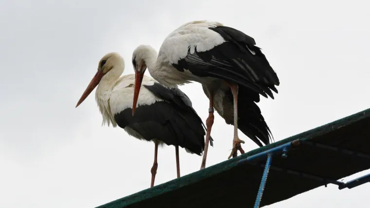 RTL-ov Tomislav Jelinčić o svom filmu 'Starac i roda': 'Drago mi je da je film o ljubavi, budućnosti i optimizmu otvara sezonu normalnoga'