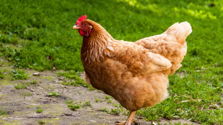 Sramotna 'zabava' u općinskoj vijećnici! Koko&scaron; nalijevali pivom pa je &scaron;utali poput nogometne lopte