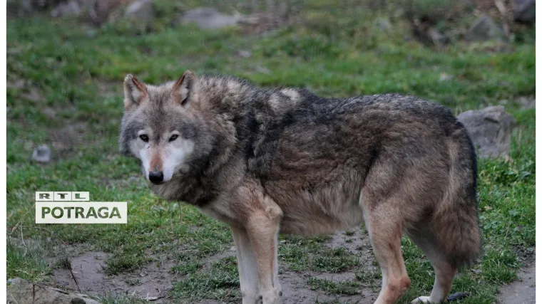 Dolaze u naselja, napadaju ovce i krave i rade ogromne &scaron;tete! Očajni stočari u Zagori i Lici za Potragu: 'Vukova je previ&scaron;e, gubimo bitku...'