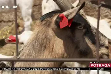 Dolaze u naselja, napadaju ovce i krave i rade ogromne štete! Očajni stočari u Zagori i Lici za Potragu: 'Vukova je previše, gubimo bitku...'