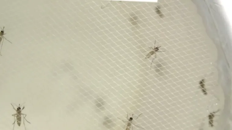 Vrijeme kao stvoreno za komarce: Ako se pita struku, zapra&scaron;ivanje nije najučinkovitija metoda