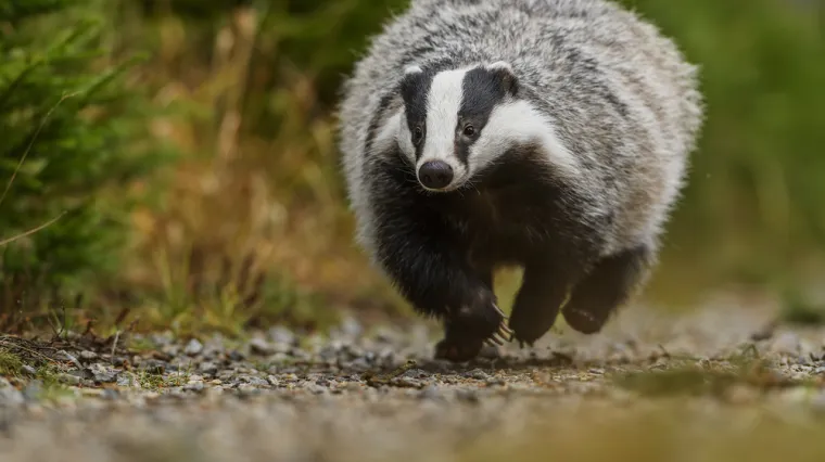 Mu&scaron;karac tvrdi da su ga napali jazavci kod Dubrovnika: 'Nitko nikad te životinje nije ovdje vidio'