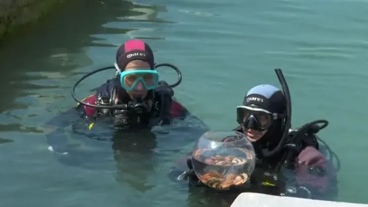 Pogledajte koja sve blaga skriva na&scaron;e podmorje i to u autobusu! Mogu se vidjeti rijetkosti, a plan je njime posjećivati &scaron;kole