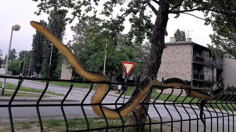 Panika u zagrebačkoj Dubravi! Na ogradi kod dječjeg parka i &scaron;kole ugledali zmiju: 'OMG ogromna je!'