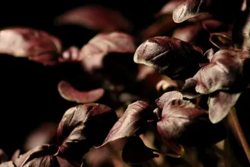 Uzgoj crvenog bosiljka u tegli ili u vrtu