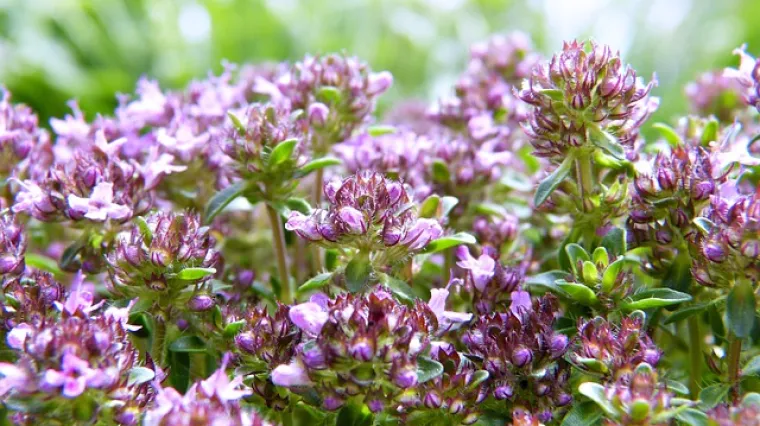 Kako uzgojiti timijan u tegli