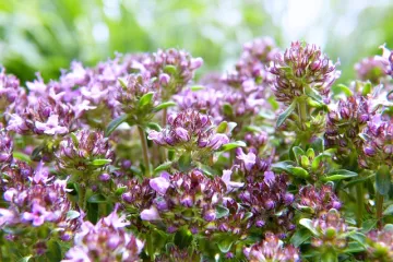 Kako uzgojiti timijan u tegli