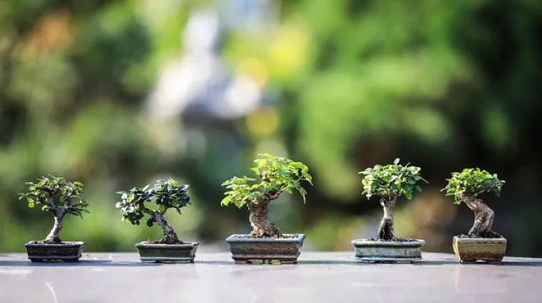 Je li bonsai poželjan prema Feng shui?