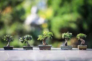 Je li bonsai poželjan prema Feng shui?