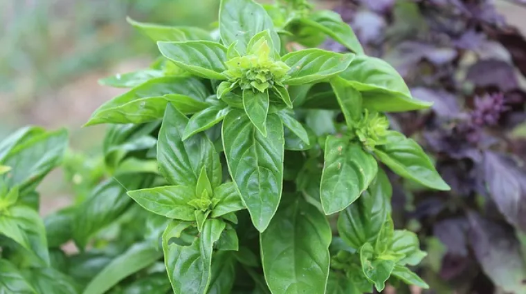 Sadnja začinskog bilja u vrtu