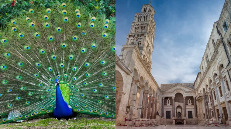 Teror paunova u Splitu: Kre&scaron;te, uni&scaron;tavaju automobile, stanare toliko živciraju da su ih prijavili Gradu i policiji