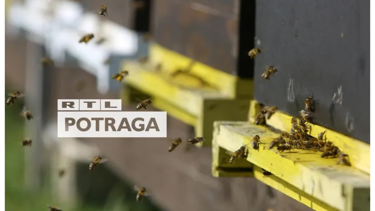 Početkom godine izgubili i do 70 posto pčela, sada su gladne pa ih hrane &scaron;ećernim sirupima i pogačama: &Scaron;to se događa s pčelama na istoku zemlje?