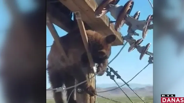 VIDEO Medo se popeo na stup dalekovoda i zaglavio. Pogledajte kako su ga spasili da ga ne ubije struja