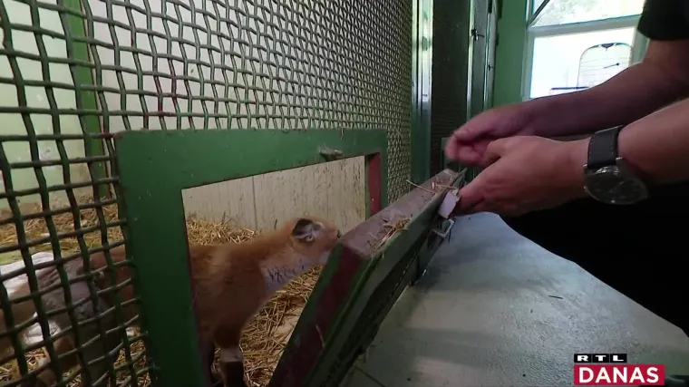 Mali lisac, srndać, jazavac... Svi sa zagrebačkog asfalta. RTL Danas posjetio je štićenike Dumovca