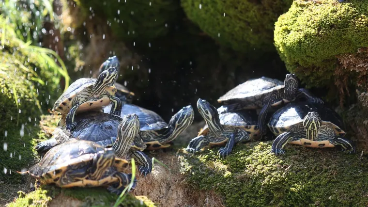 Zaustavili ga na autocesti i u automobilu prona&scaron;li 152 kornjače!