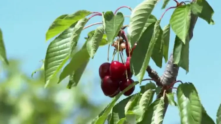 Hladnije proljeće 'snizilo' cijenu tre&scaron;anja: U mjestima gdje ih mraz nije o&scaron;tetio, bere se od jutra do mraka