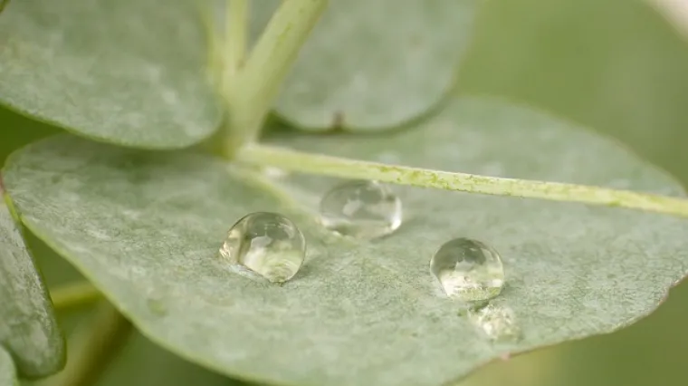 Eterično ulje eukaliptusa