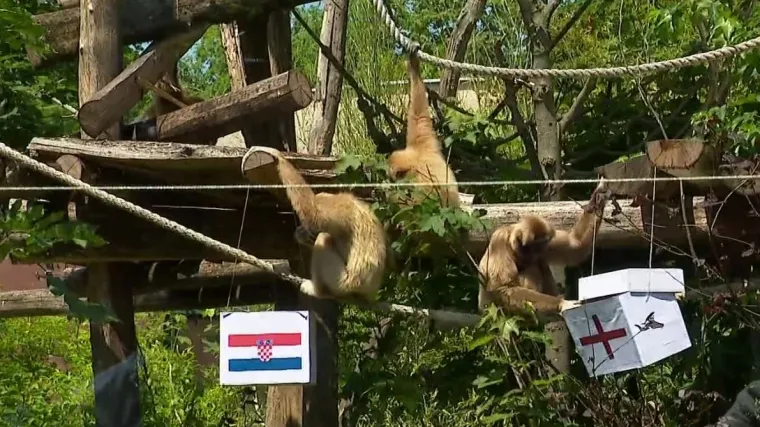 Zagrebački ZOO slavi 96. rođendan: Uoči sutra&scaron;nje utakmice bjeloruki gibon nekom je prognozirao pobjedu